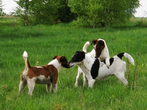 Smooth Fox Terriers are playing around