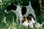 smooth fox terrier bitch with puppies