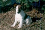 smooth fox terrier puppy in the woods