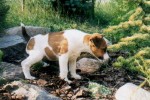 fox terrier puppy playing with stones