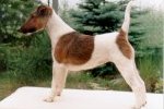 fox terrier Conny Canis Venator trains for championships