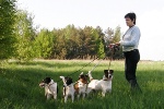 smooth fox terriers on a leash